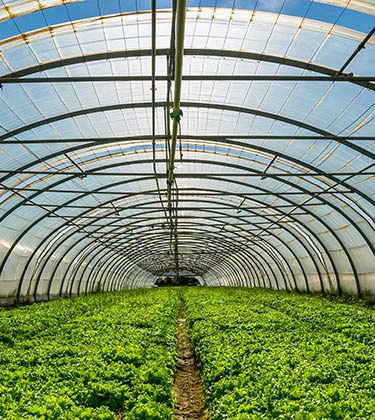 Photo of the interior of a greenhouse filled with lush green vegetable plants